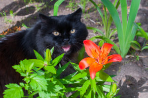 Please keep cats away from lilies!