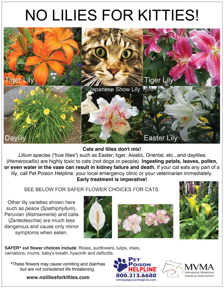 Many lilies, including Easter lilies are extremely poisonous to cats