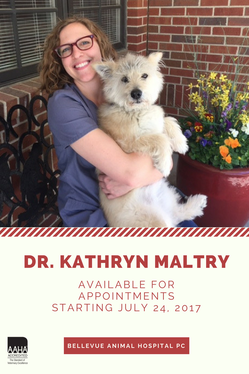 Introducing Dr. Kathryn Maltry! | Bellevue Animal Hospital