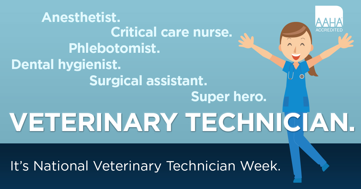 Veterinary Technicians: Pillars of the Practice | Bellevue Animal Hospital