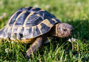 Turtles and Tortoises | Bellevue Animal Hospital