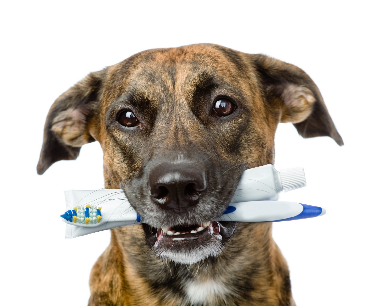 What Happens When My Pet Goes to the Vet for a Dental? Bellevue Animal Hospital