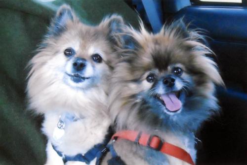 Blaze & Shadow McMannes 