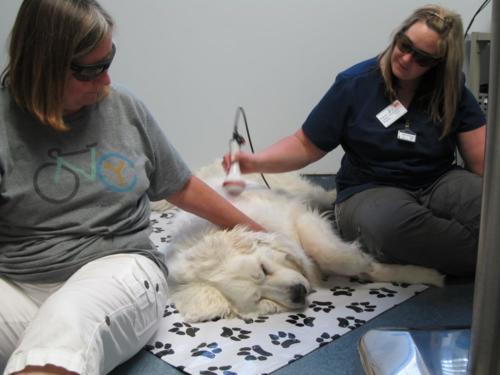 A veterinary technician administers laser therapy while Dharma's owner sits with her.