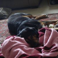 Harley Wilson - 15 November 2001 - 16 April 2014