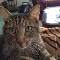 Snickers Toussaint - July 24, 2005 - March 13, 2013