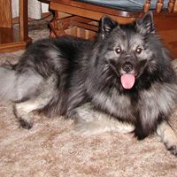 Shadow Atkins - 23 March 1999 - 10 January 2015
