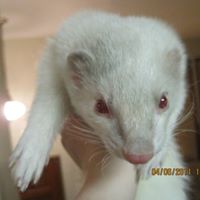 Rascal Ciurej