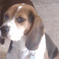 Sir Jack's Pretty Boy ("Jax") Wyrick - 27 September 2007 - 3 April 2015