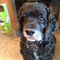 Doodle Linder - February 2002 - 29 December 2015