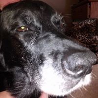 Hanna Ingraldi - April 2002 - June 2014