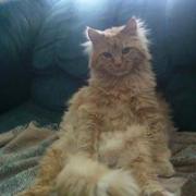 Pumpkin "Punky" Goodman