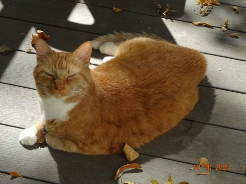 Apple Butter (Apple) - Celebrating his 20th birthday May 2026!