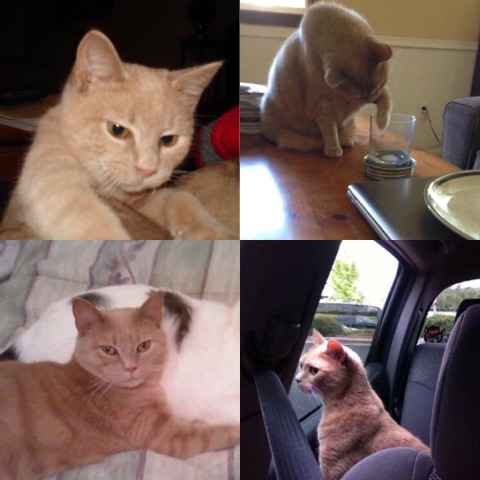 Ginger Pebbles Anderson-Miller